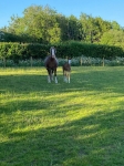Foal Number 2
